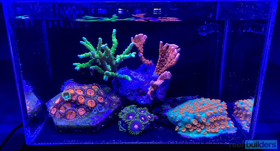 Building the Smallest Reef Tank Possible - a ‘Planck Reef’ | Reef Builders | The Reef and Saltwater Aquarium Blog