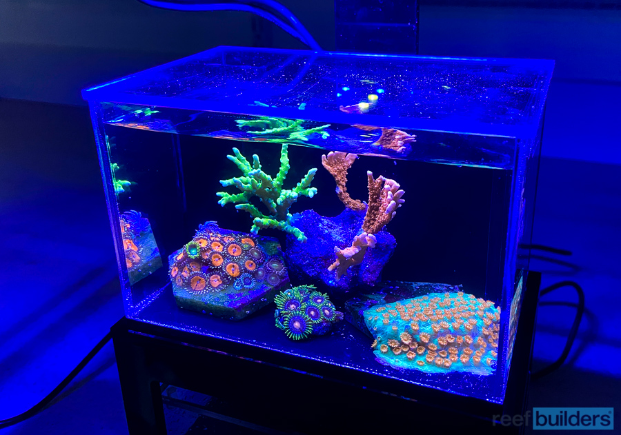 Building the Smallest Reef Tank Possible - 'Planck Reef' | Reef Builders | The Reef and Saltwater Aquarium Blog