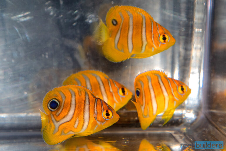 A Close Look at Captive Bred Regal Angelfish | Reef Builders | The Reef