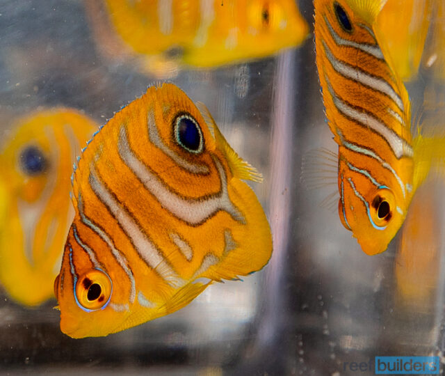 A Close Look at Captive Bred Regal Angelfish | Reef Builders | The Reef