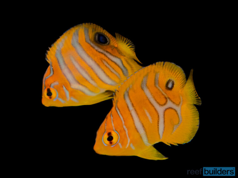 A Close Look at Captive Bred Regal Angelfish | Reef Builders | The Reef