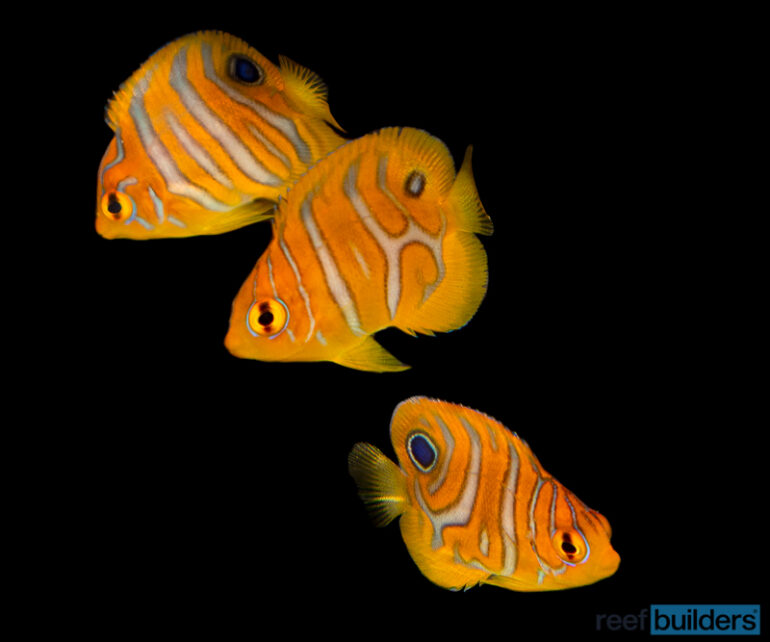 A Close Look at Captive Bred Regal Angelfish | Reef Builders | The Reef