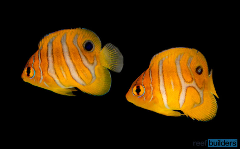 A Close Look at Captive Bred Regal Angelfish | Reef Builders | The Reef