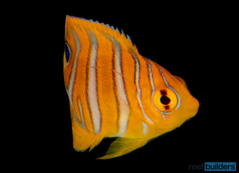 A Close Look at Captive Bred Regal Angelfish | Reef Builders | The Reef