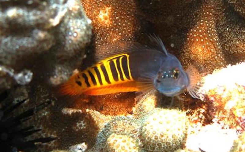 Quality Marine Captive-Breeds the Gulf Blenny, Ecsenius pulcher | Reef ...