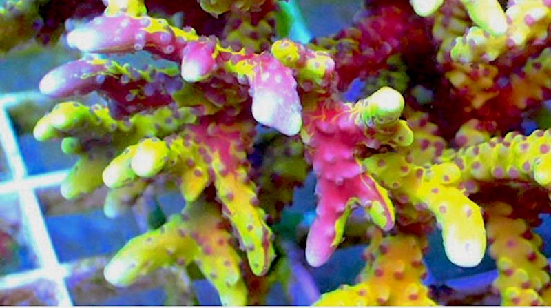 grafted-anacropora-reef-raft-goldenrod-T