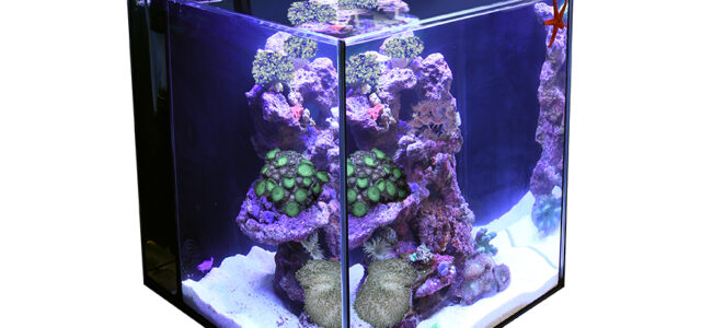 TMC Next Wave 60 aquarium