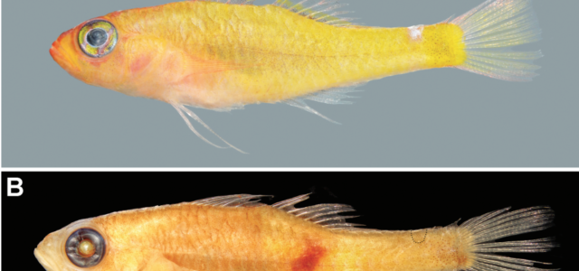 Lemon pygmygoby, Trimma citrum