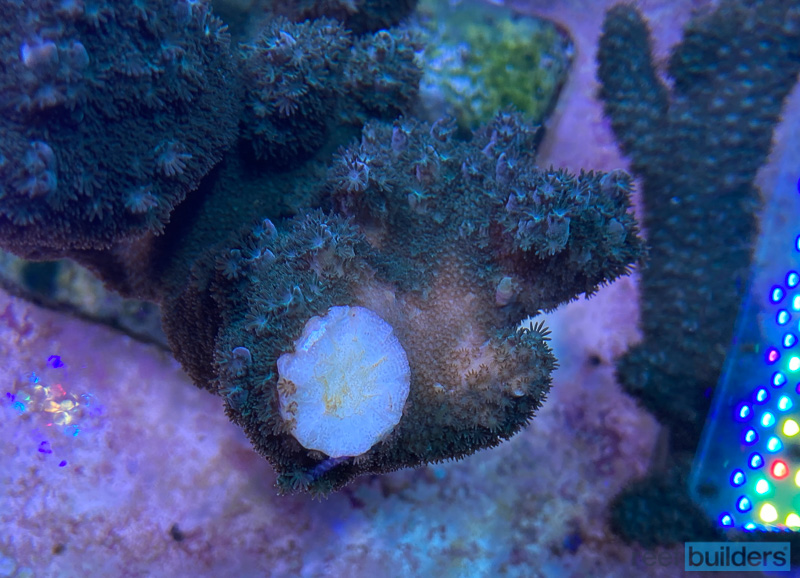 Maxspect Coral Pruner is Ideal for Thick SPS Skeletons | Reef Builders ...