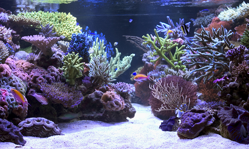 Real Reef Aquarium Dry Live Rock Saltwater Marine Aquascape by the Lb Mixed  Sizes -  Canada