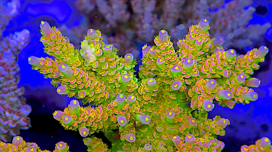 10 of our Favorite Acropora Colonies at Top Shelf Aquatics [Video], Reef  Builders