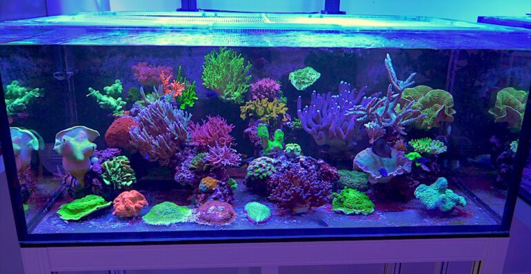 The Kitchen Sink Reef Tank is a Tour of Coral Diversity [Video] | Reef ...