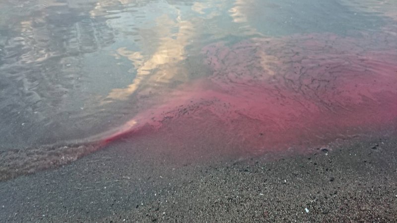 Coral spawn washed up on a beach in taiwan