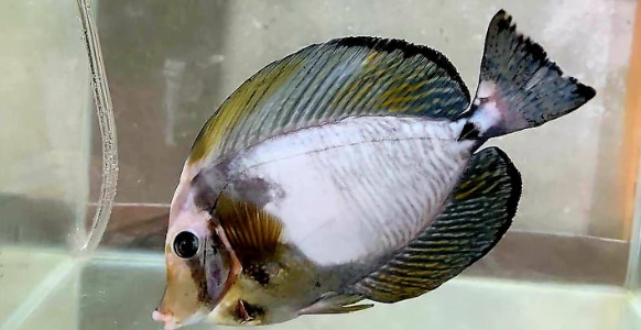 Aberrant Zebrasoma desjardinii