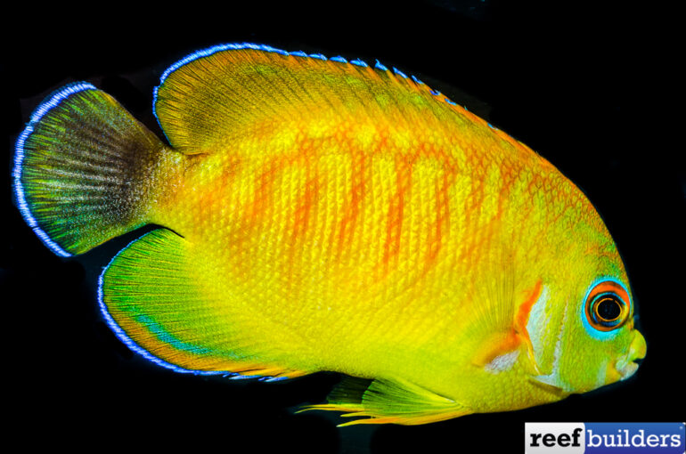 Purple X Yellow Tang Hybrid is a Crowning Achievement for Bali Aquarich ...