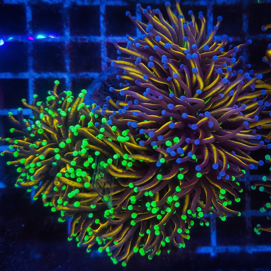 Pop Corals