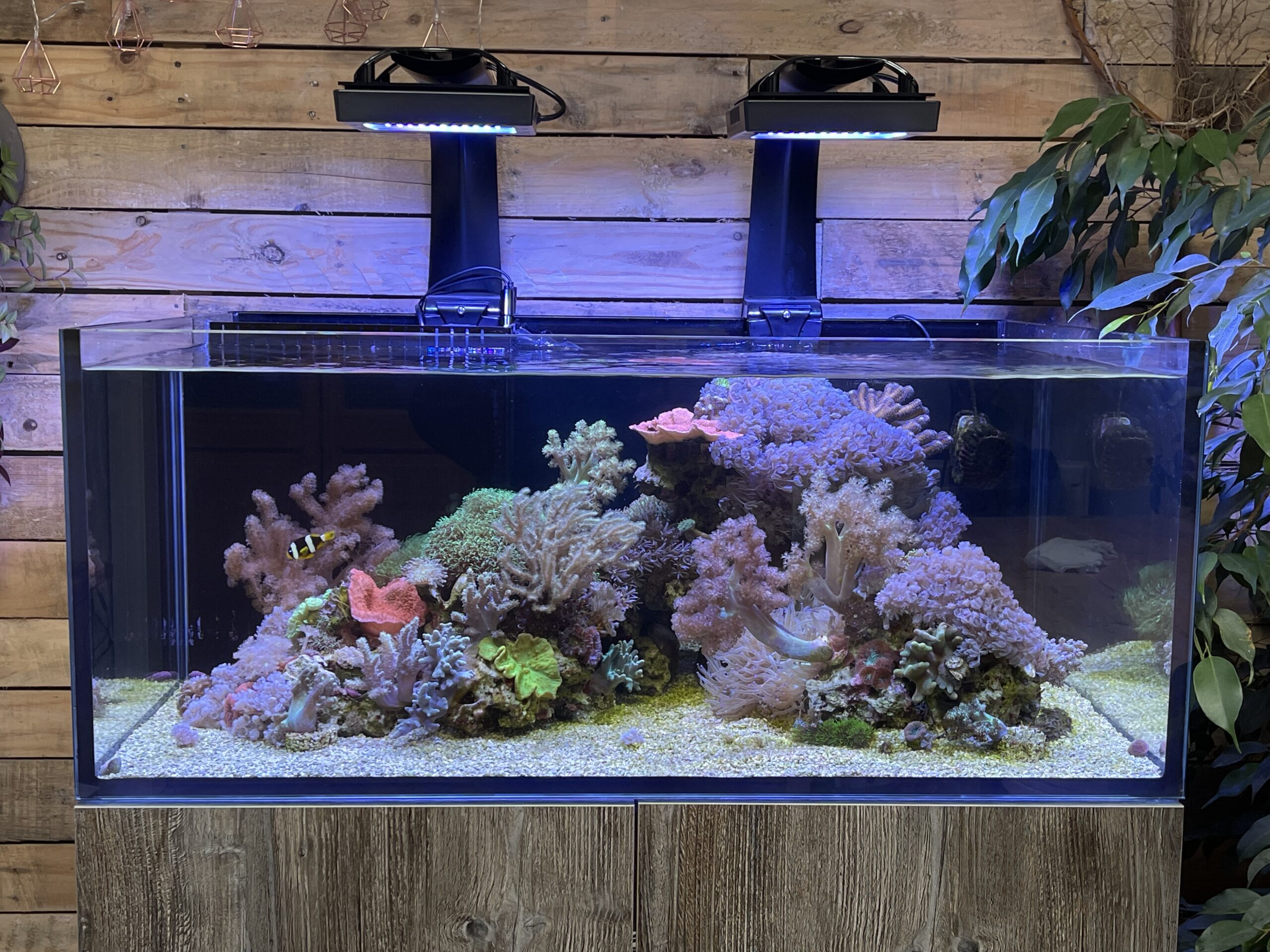 North American Native Fishtanks — Looking for thoughts/advice! I'm working  on a