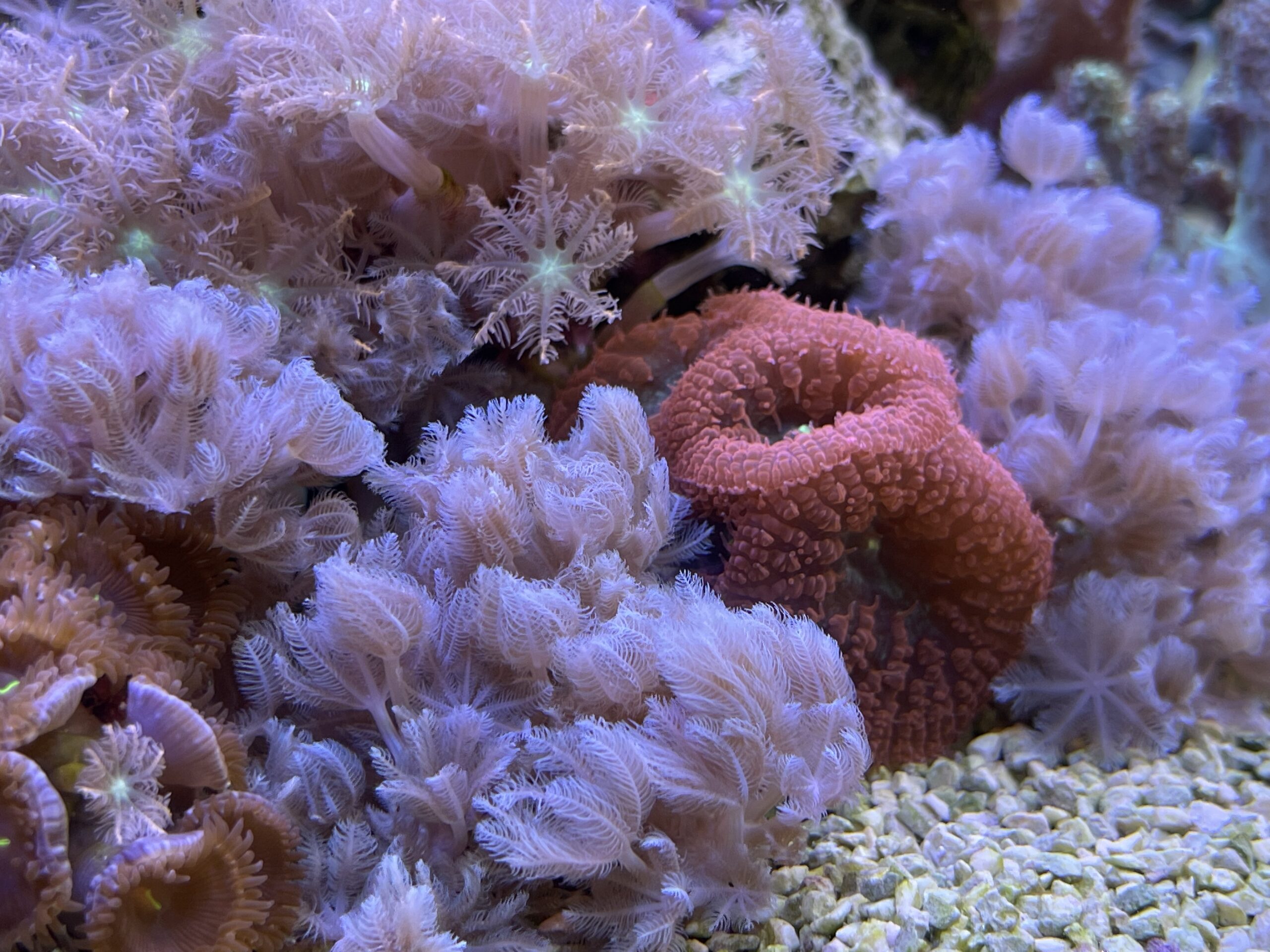 soft coral tank