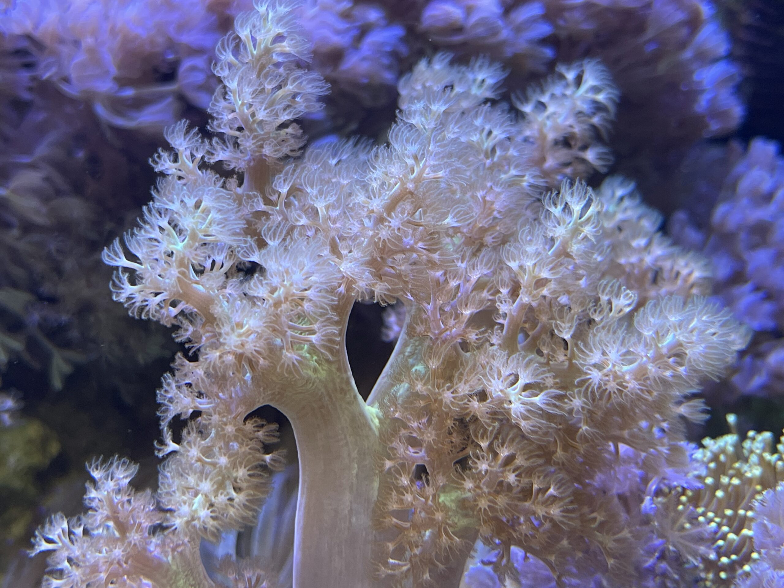 soft coral tank