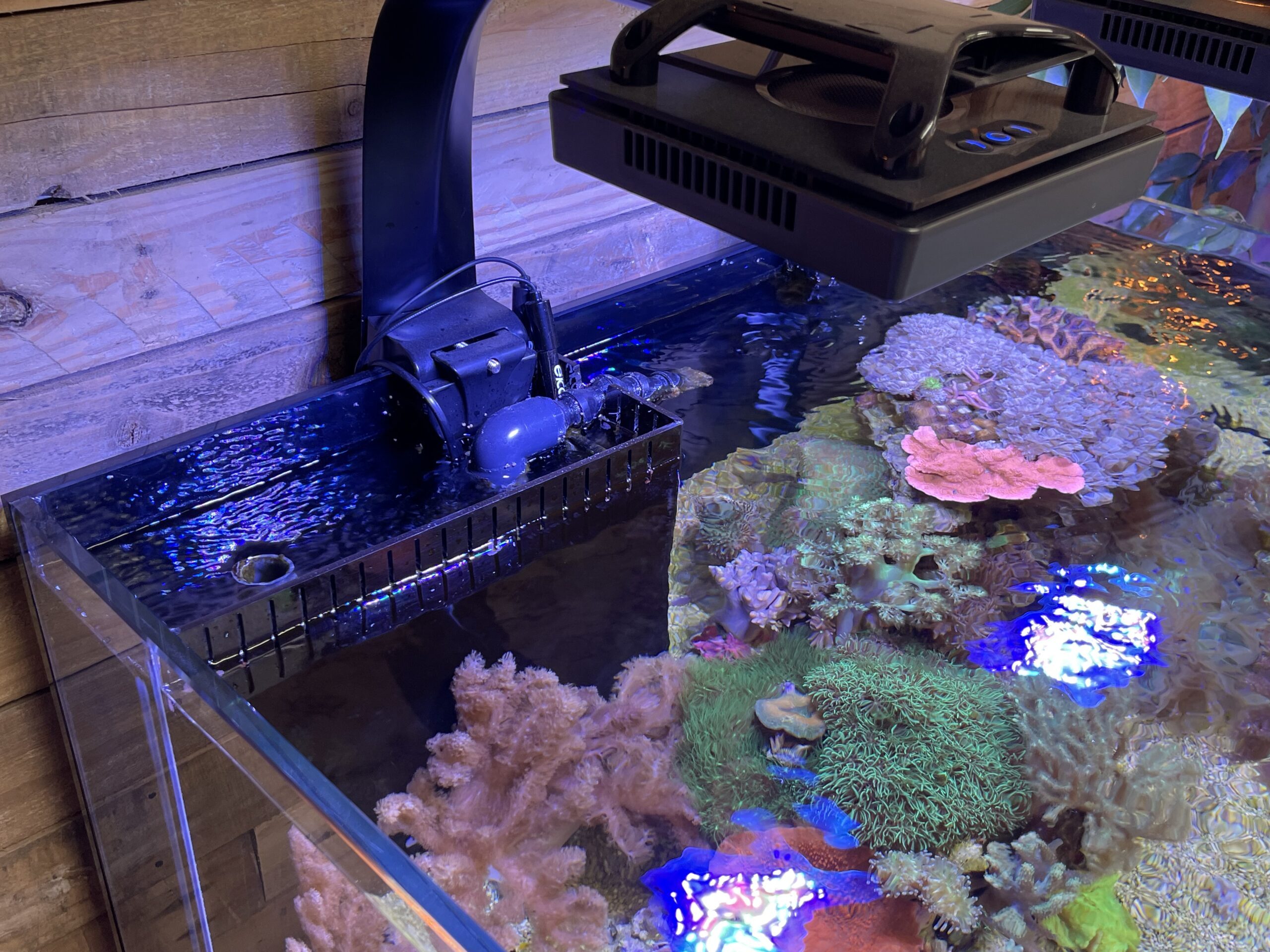 Show soft corals some love with a shallow lagoon tank | Reef Builders ...