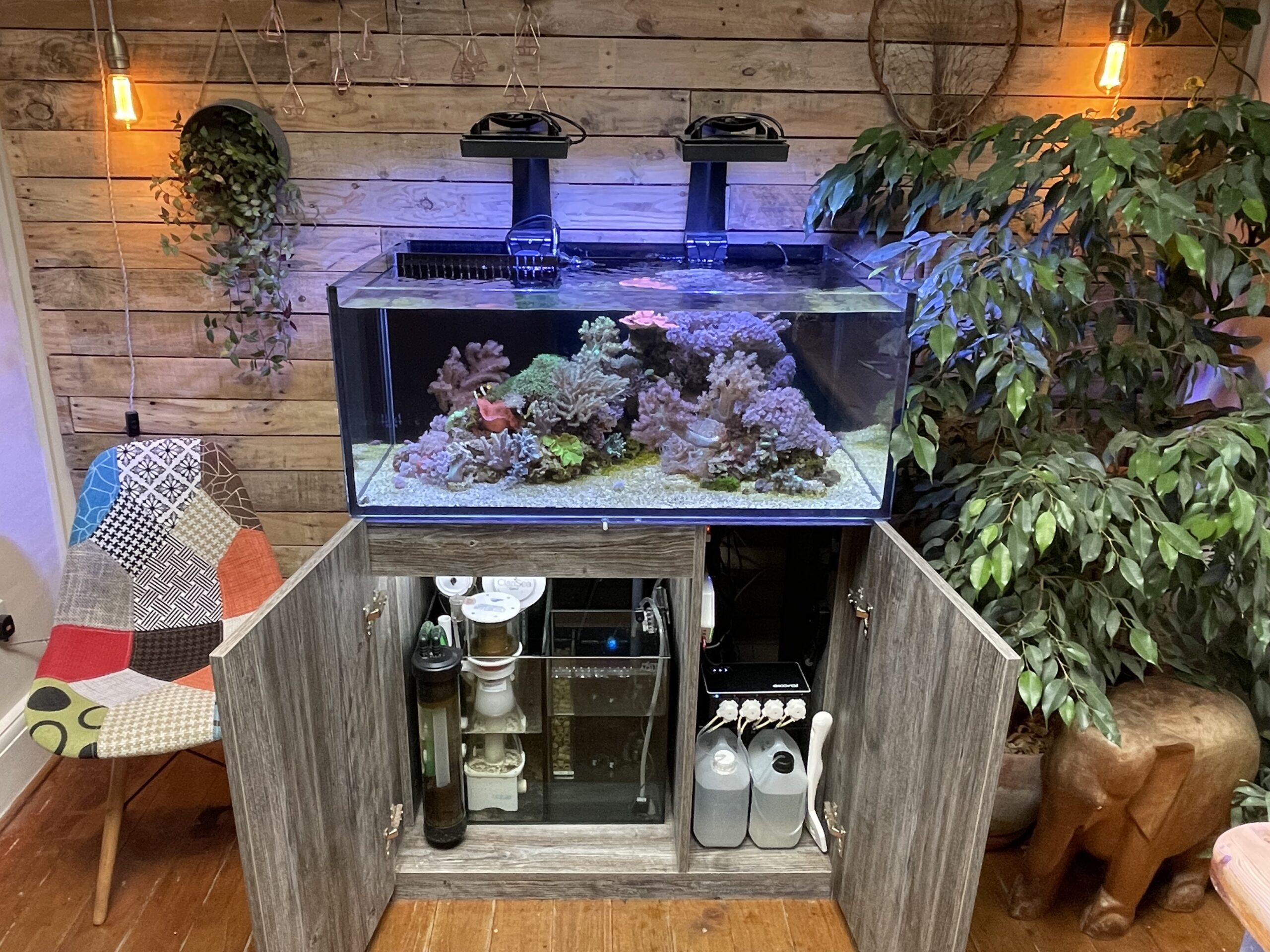 Show soft corals some love with a shallow lagoon tank | Reef Builders ...