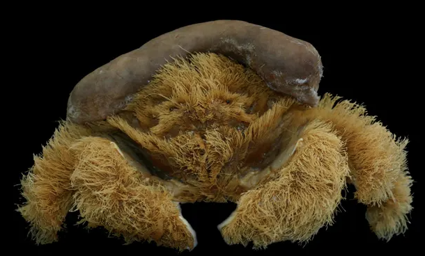 Lamarckdromia beagle is a new species of sponge crab from