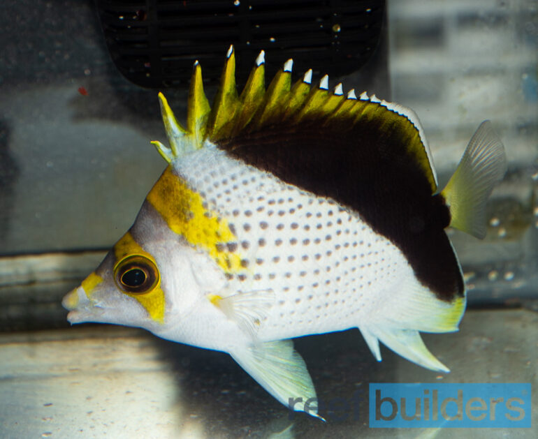 The ‘Cleanest’ Flavocoronatus Butterflyfish Appears at SDC-ERI | Reef ...