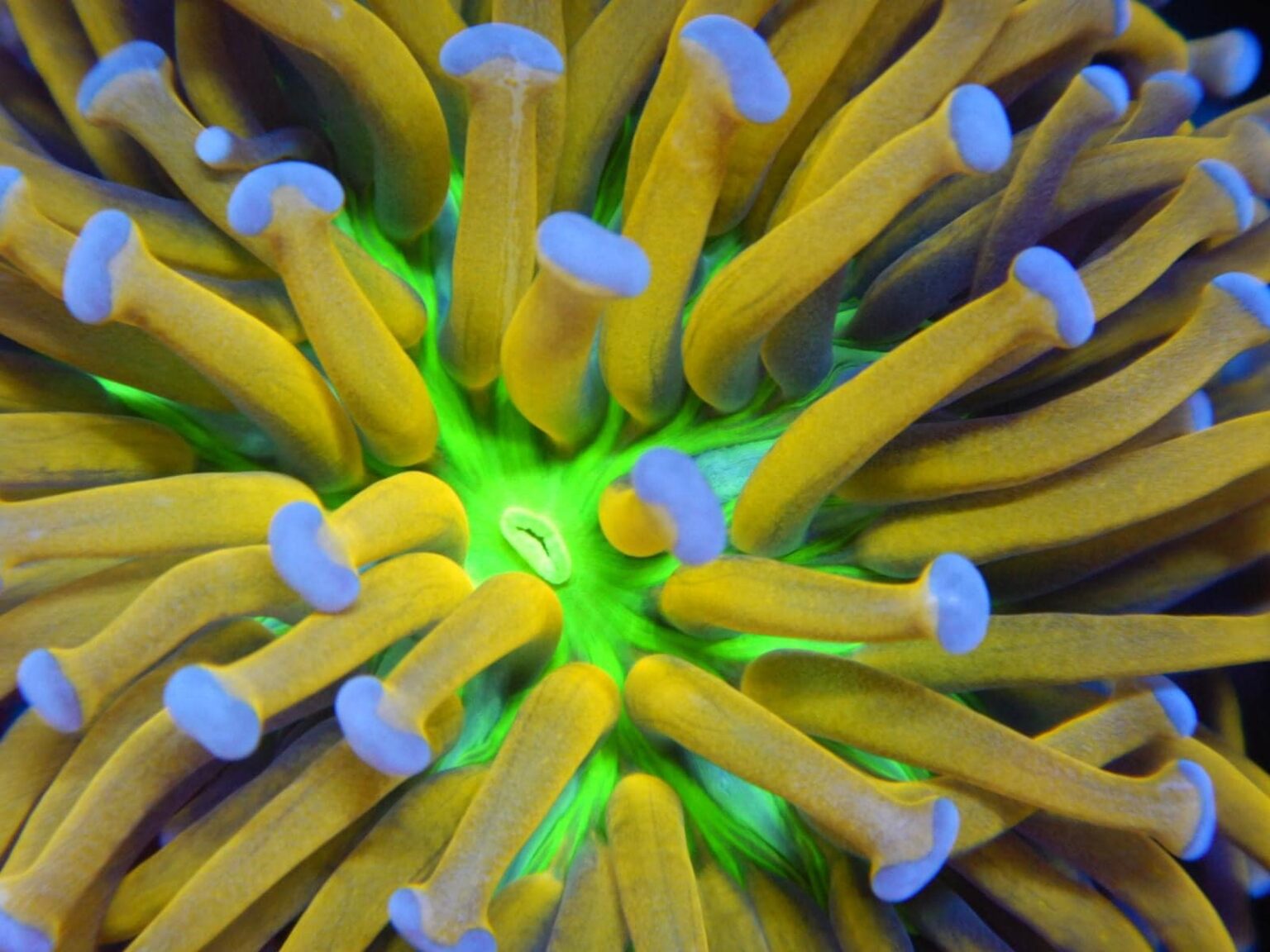 Holiest Grail Torch Coral Coming to ReefStock Australia Reef Builders