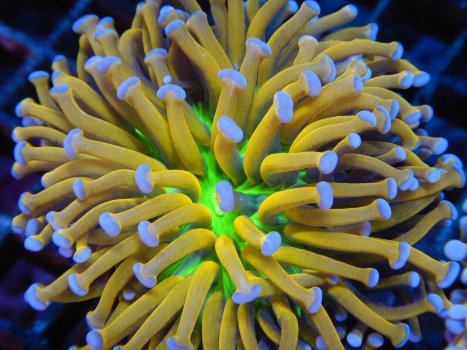 Holiest Grail Torch Coral Coming to ReefStock Australia Reef Builders