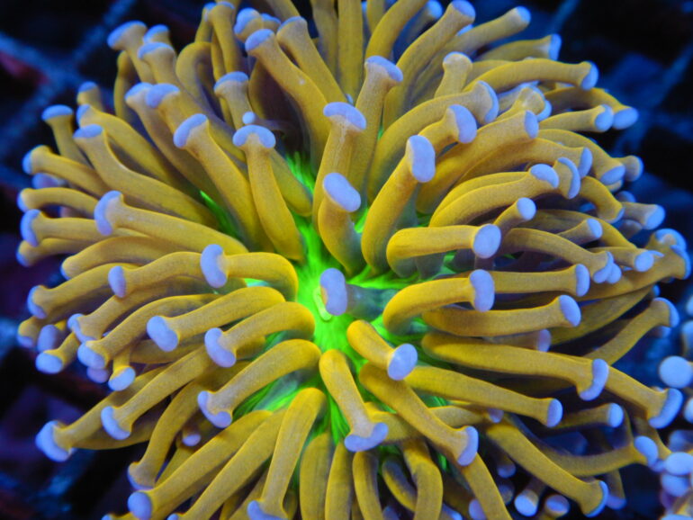 Holiest Grail Torch Coral Coming to ReefStock Australia Reef Builders