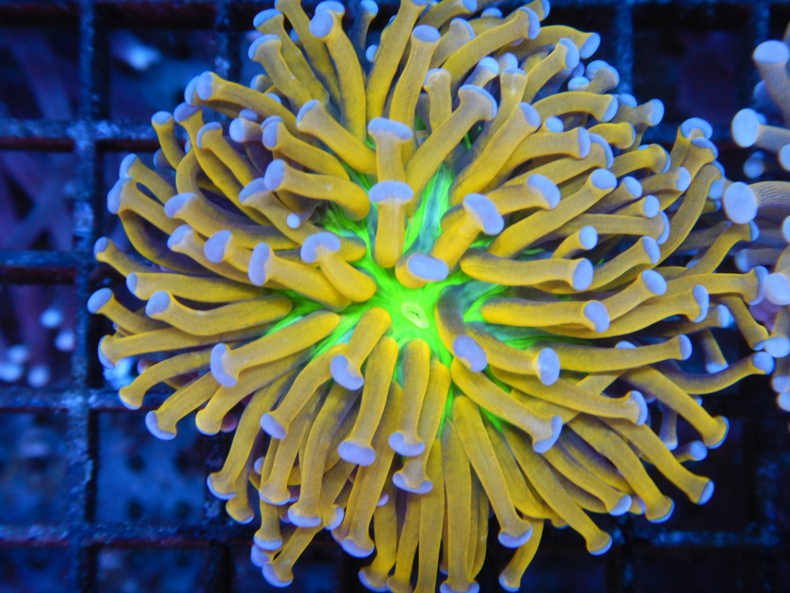 Holiest Grail Torch Coral Coming to ReefStock Australia | Reef Builders ...