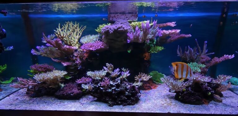 This Reef Tank by Kon is Practically Flawless [Video] | Reef Builders ...