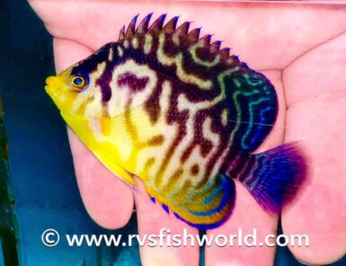 Holy Grail Angelfish is a venusta X multifasciata hybrid | Reef ...