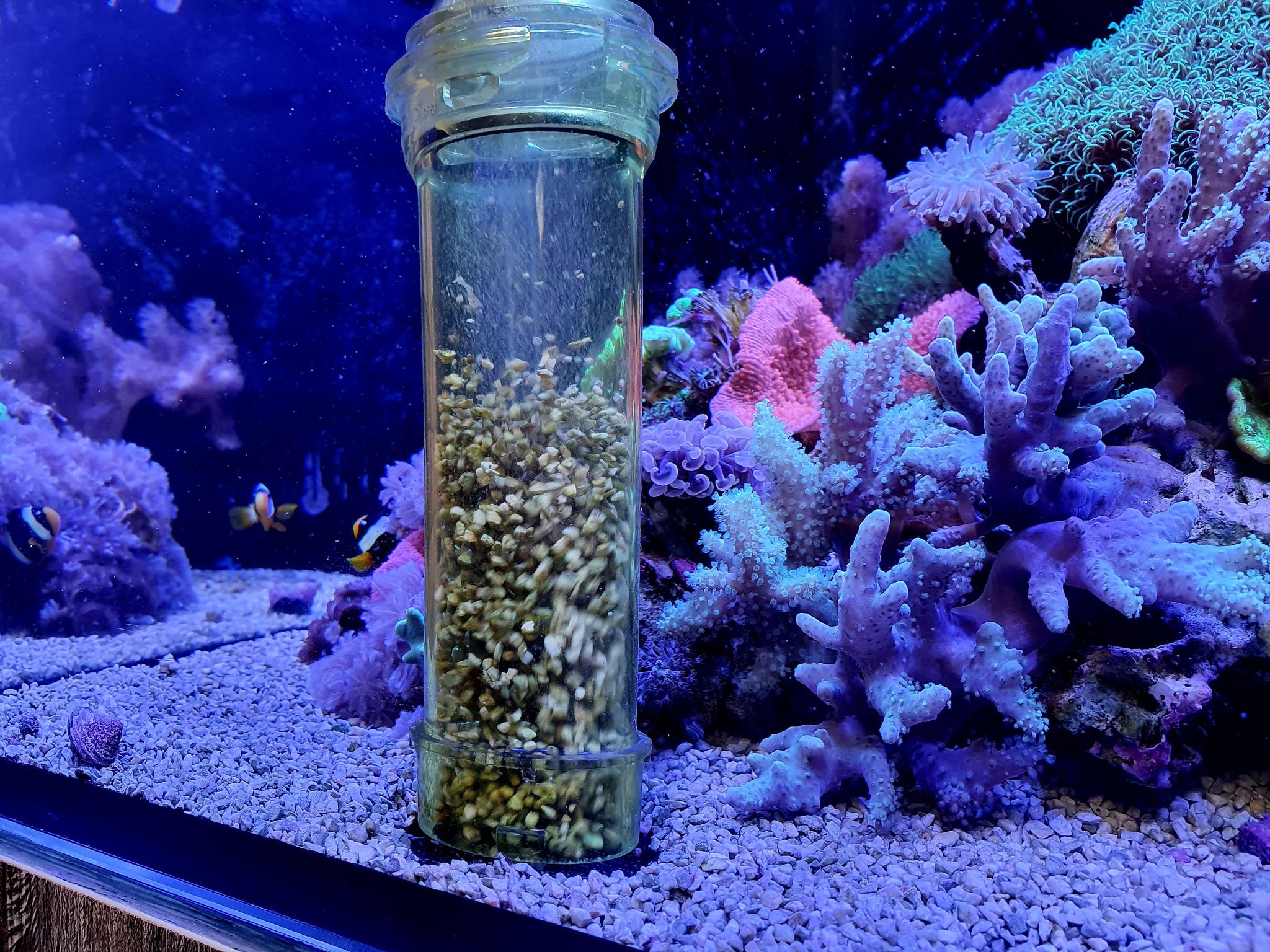 Saltwater aquarium sand sale