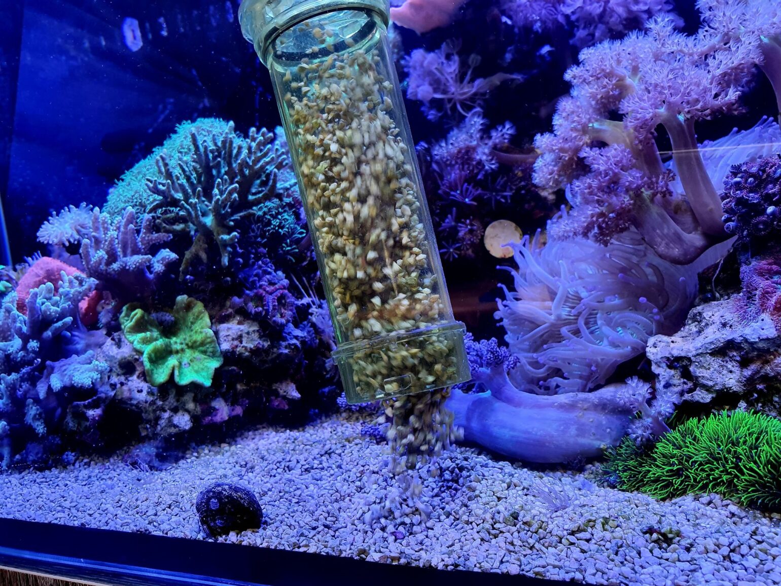 Sunday tank maintenance Do you siphon or not siphon your substrate