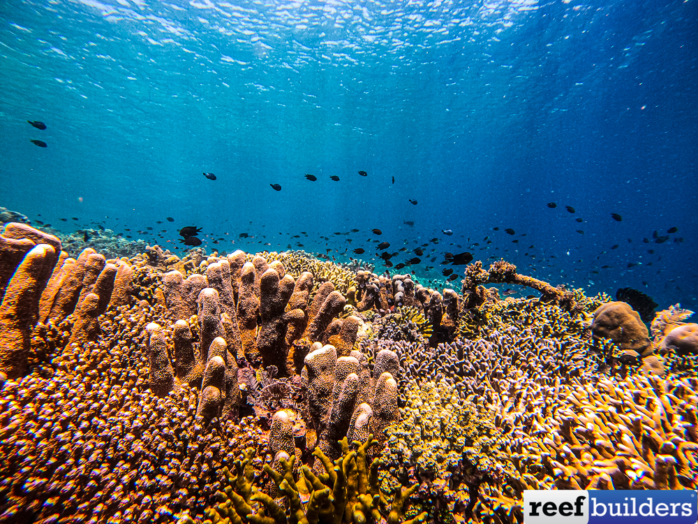 Revision of Acropora & Isopora, a free guide to Staghorn Corals, Reef  Builders