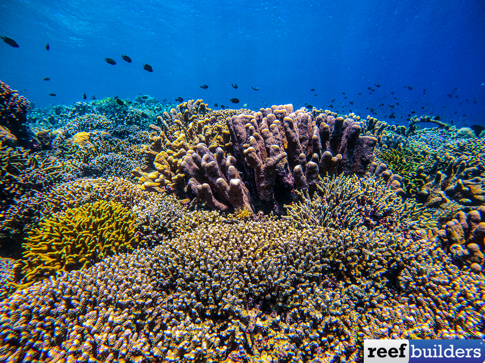 Revision of Acropora & Isopora, a free guide to Staghorn Corals, Reef  Builders