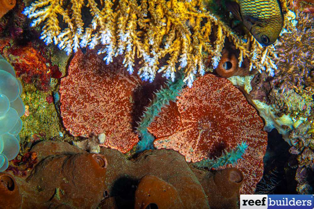 sol ihærdige Trunk bibliotek A Wild Encounter with Ruby Red Jawbreaker Shrooms | Reef Builders | The  Reef and Saltwater Aquarium Blog