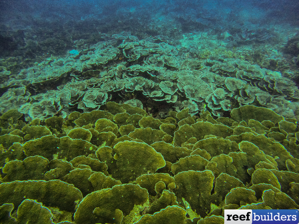 The Deep Water Rose Coral Reef is a Living Treasure | Reef Builders ...