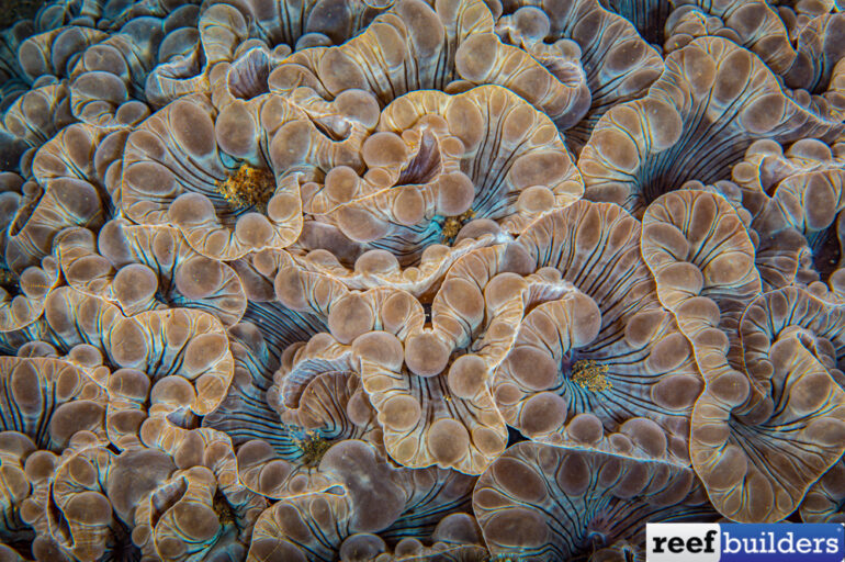 If You Knew How Rare Fox Corals Truly Are Reef Builders The Reef