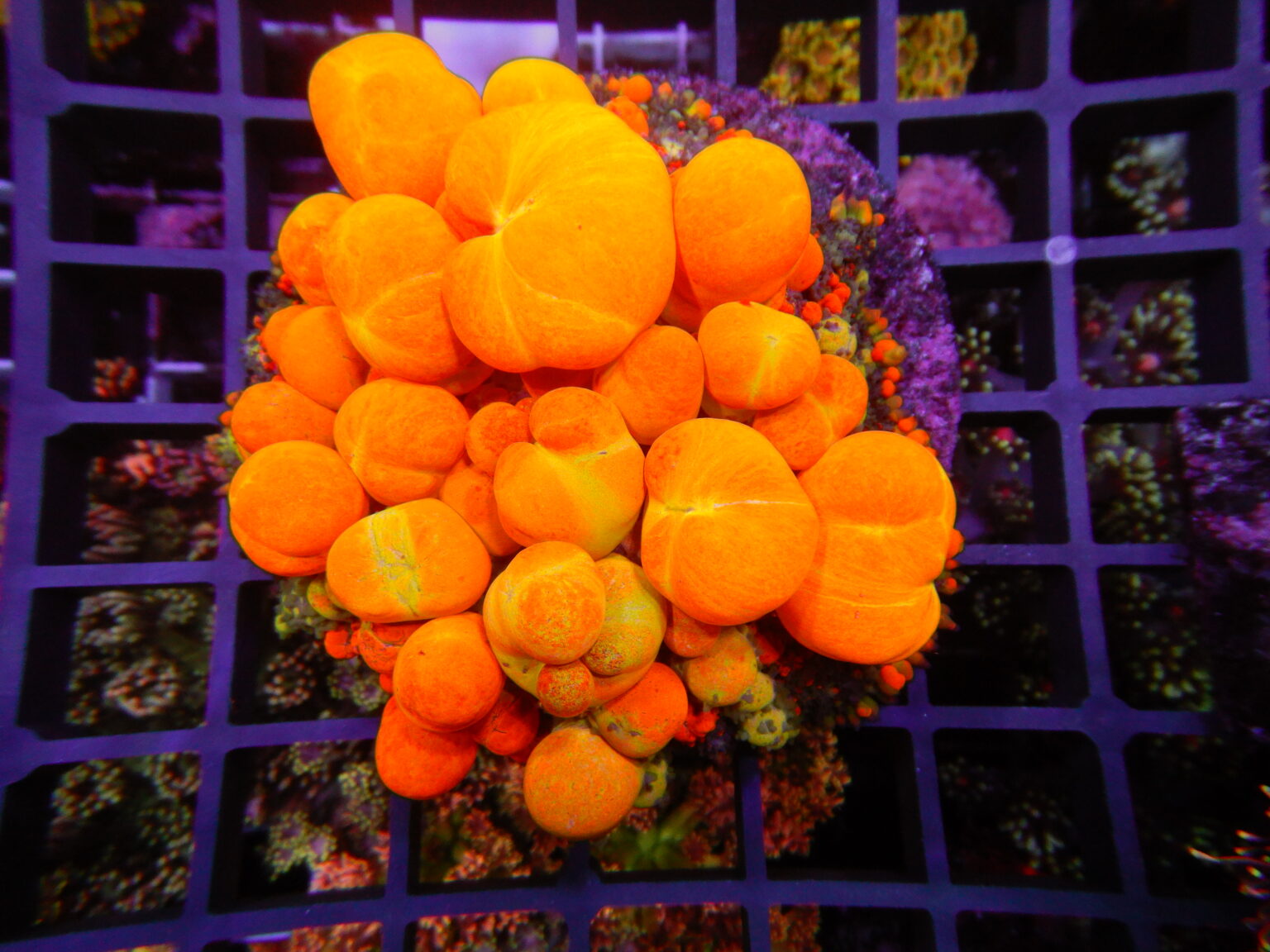 Signature Frags is a Unique British Coral Boutique | Reef Builders ...