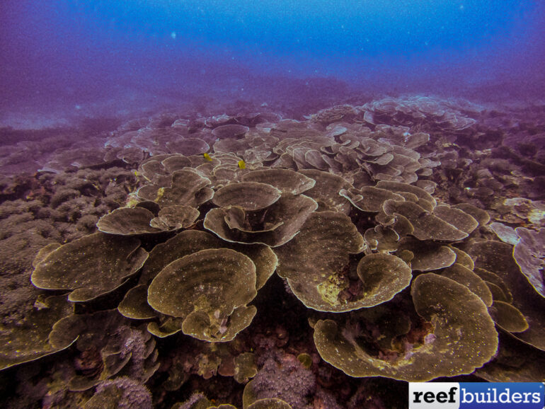 The Deep Water Rose Coral Reef is a Living Treasure | Reef Builders ...
