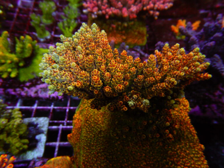 Signature Frags is a Unique British Coral Boutique | Reef Builders ...