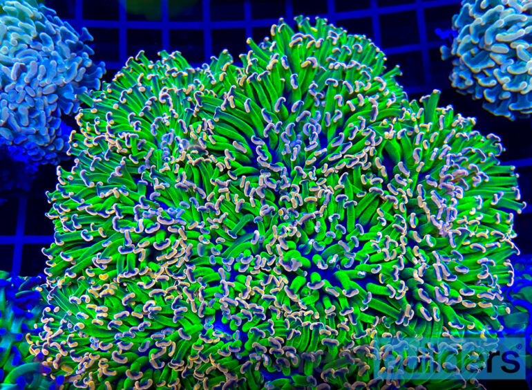 Orange Tip Hammer Coral at ReefStock Australia, East Vs. West Coast ...