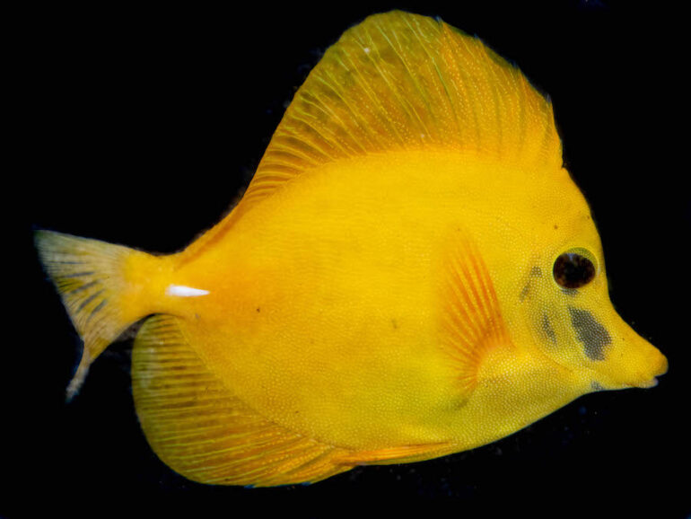 Super Scopas is the Australian Version of a Yellow Tang | Reef Builders ...