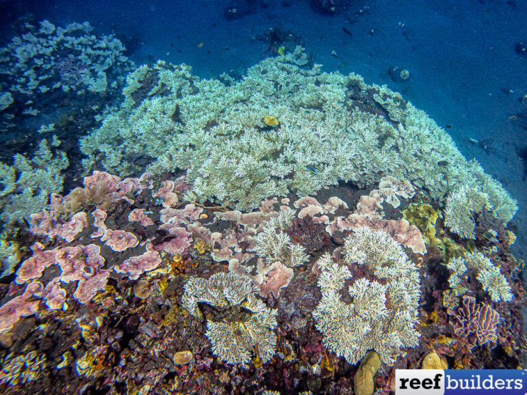 Giant Acropora tenuis spotted in Bali | Reef Builders | The Reef and ...