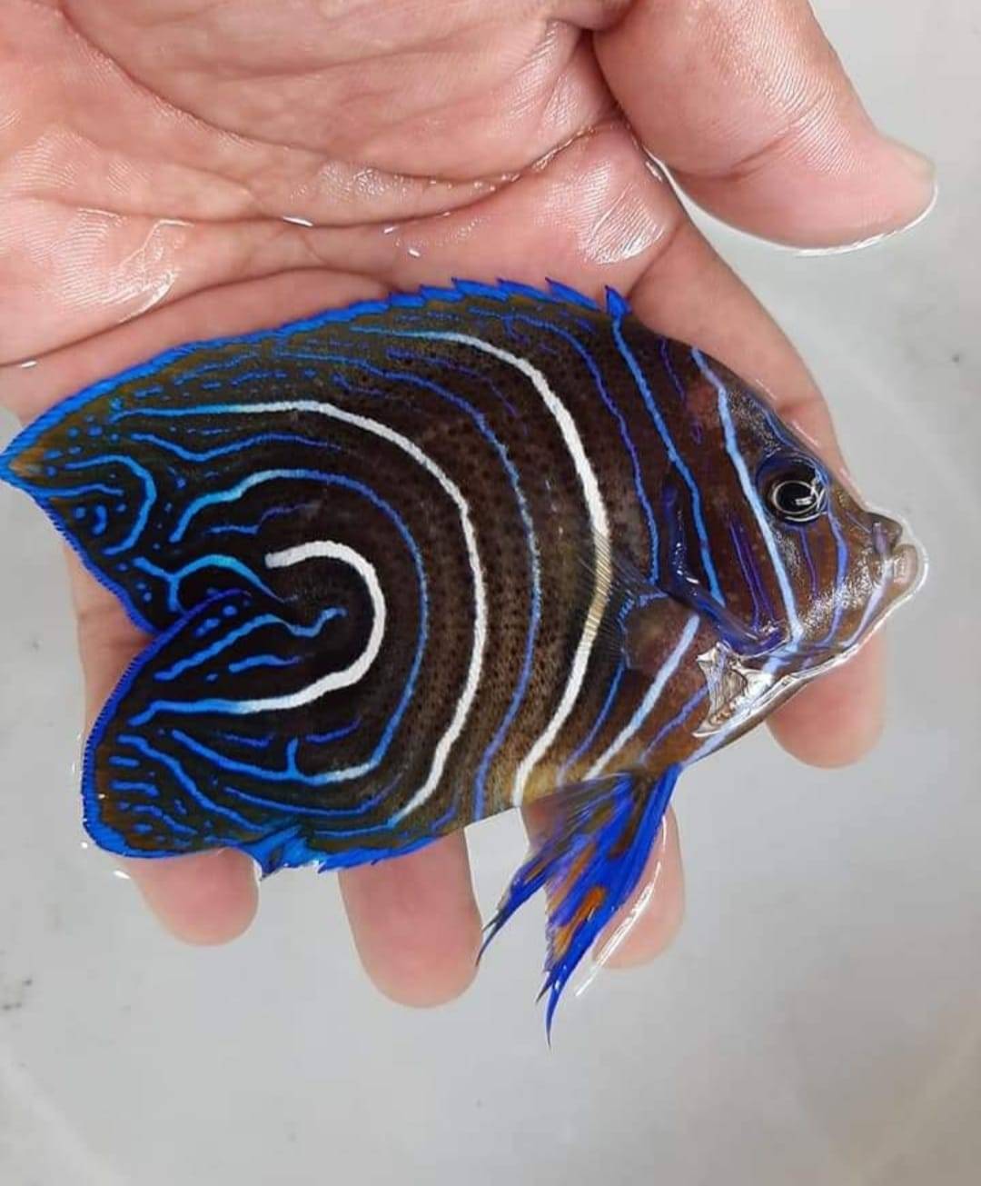 The Tailless fish of Jave Marine, Reef Builders