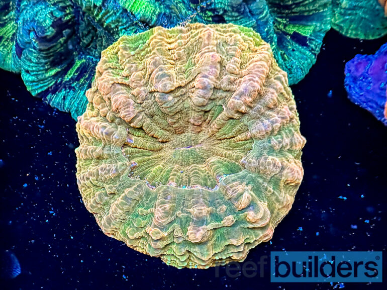 Gingerbread Corals’ Unique ‘Holographic’ Acanthophyllia Reef Builders