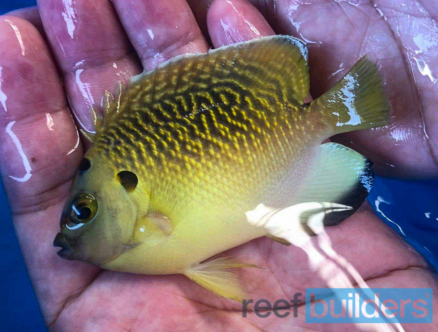 Hybrid Tiger Angelfish Makes Surprise Touchdown at Finest Aquatics