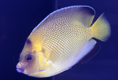 Armitagei hybrid angelfish arrives at Reef Aquatics | Reef Builders ...